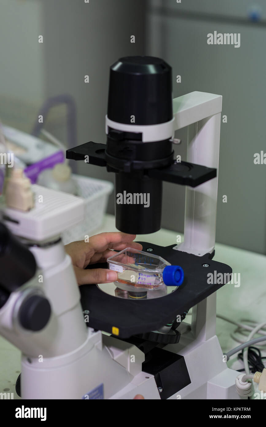 Technician examining specimen under microscope Stock Photo Alamy