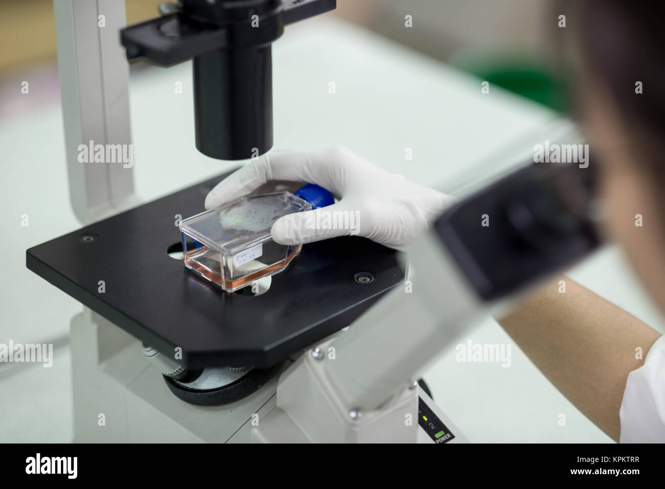 Technician examining specimen under microscope Stock Photo Alamy