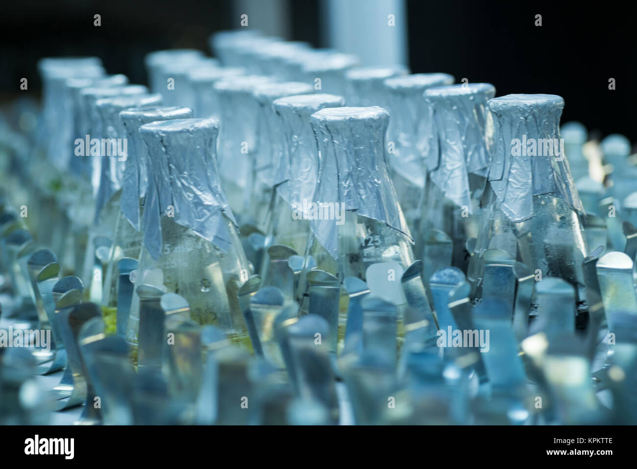 Flasks of plant tissue culture Stock Photo Alamy