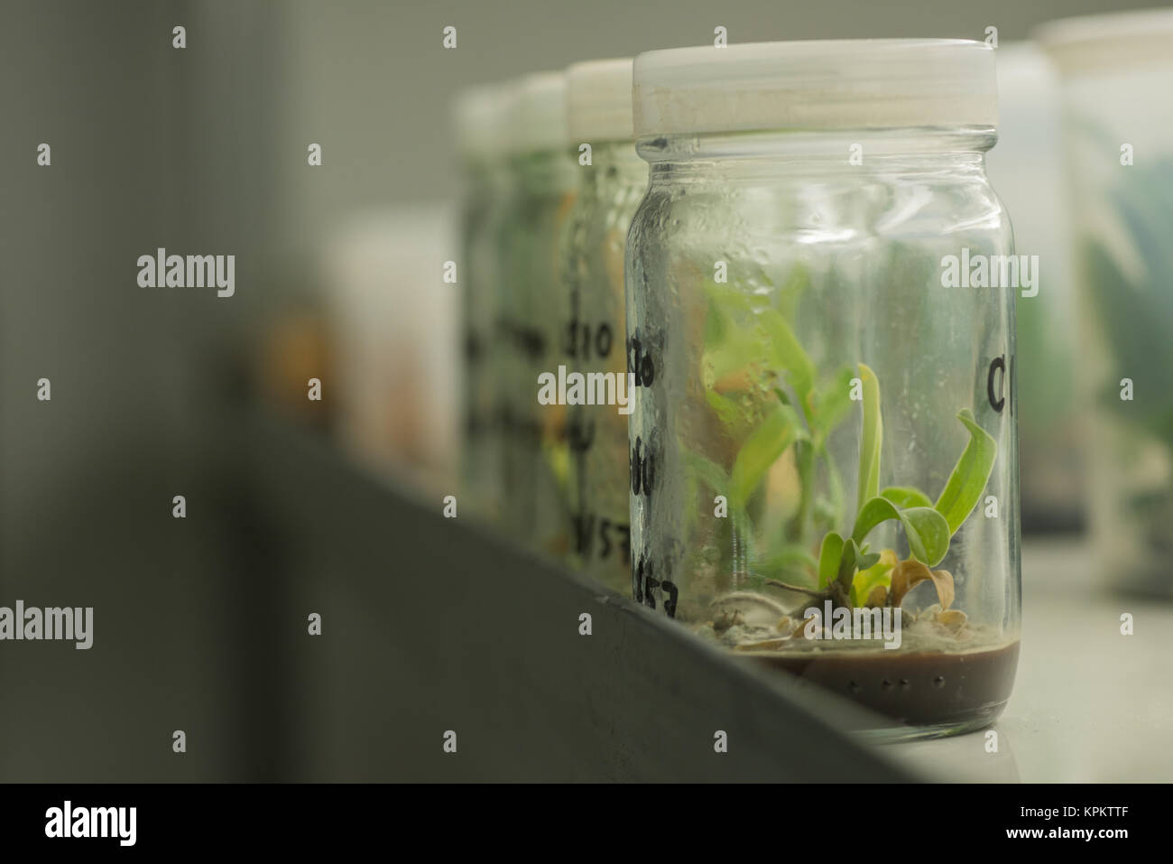Flasks of plant tissue culture Stock Photo Alamy
