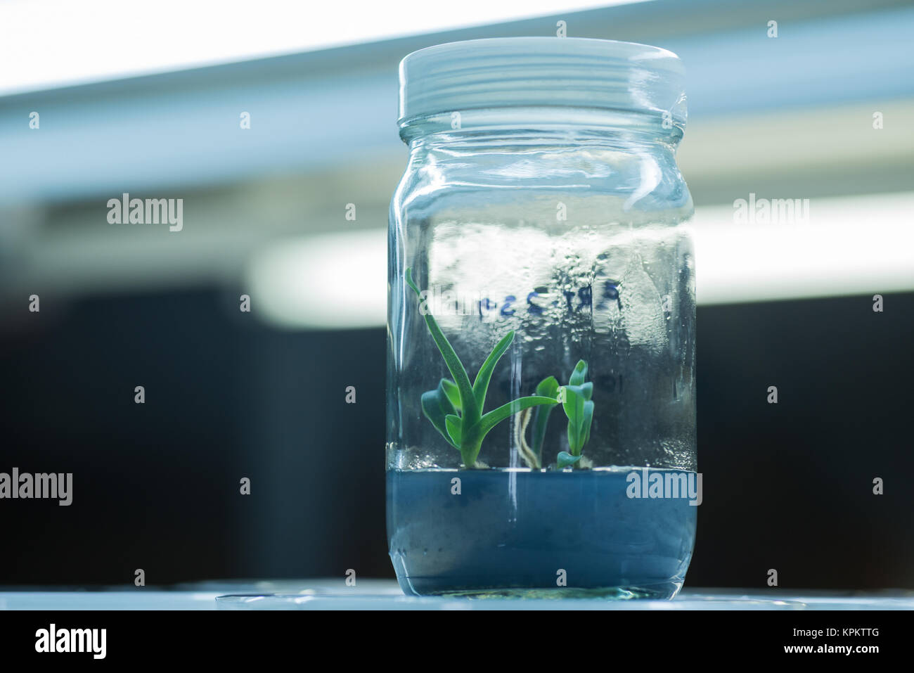 Flasks of plant tissue culture Stock Photo Alamy