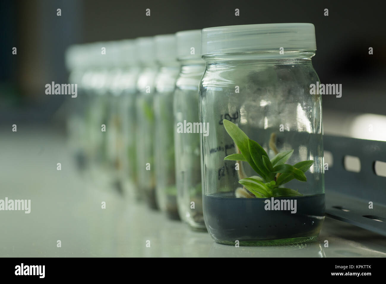 Flasks of plant tissue culture Stock Photo Alamy