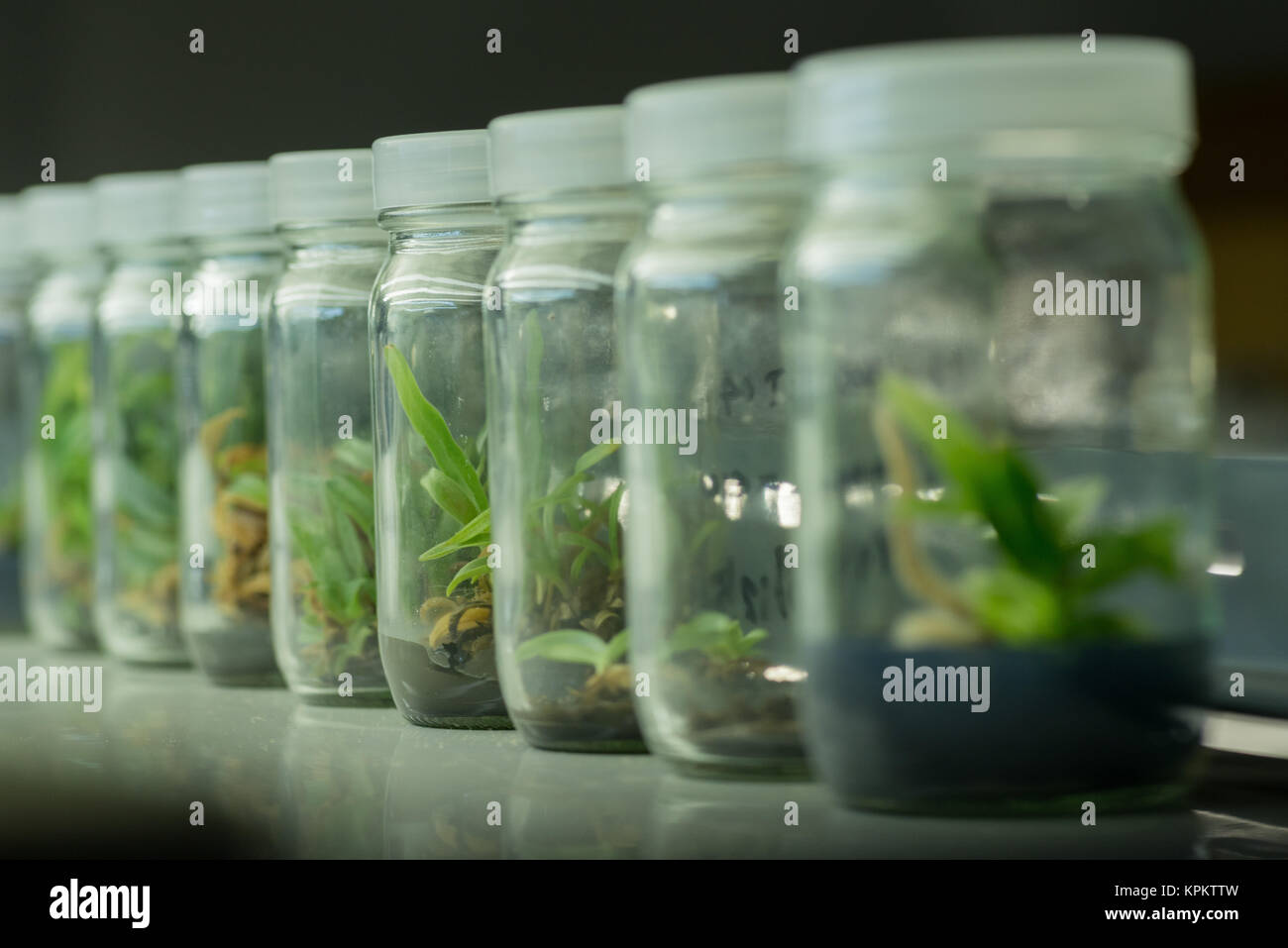 Flasks of plant tissue culture Stock Photo