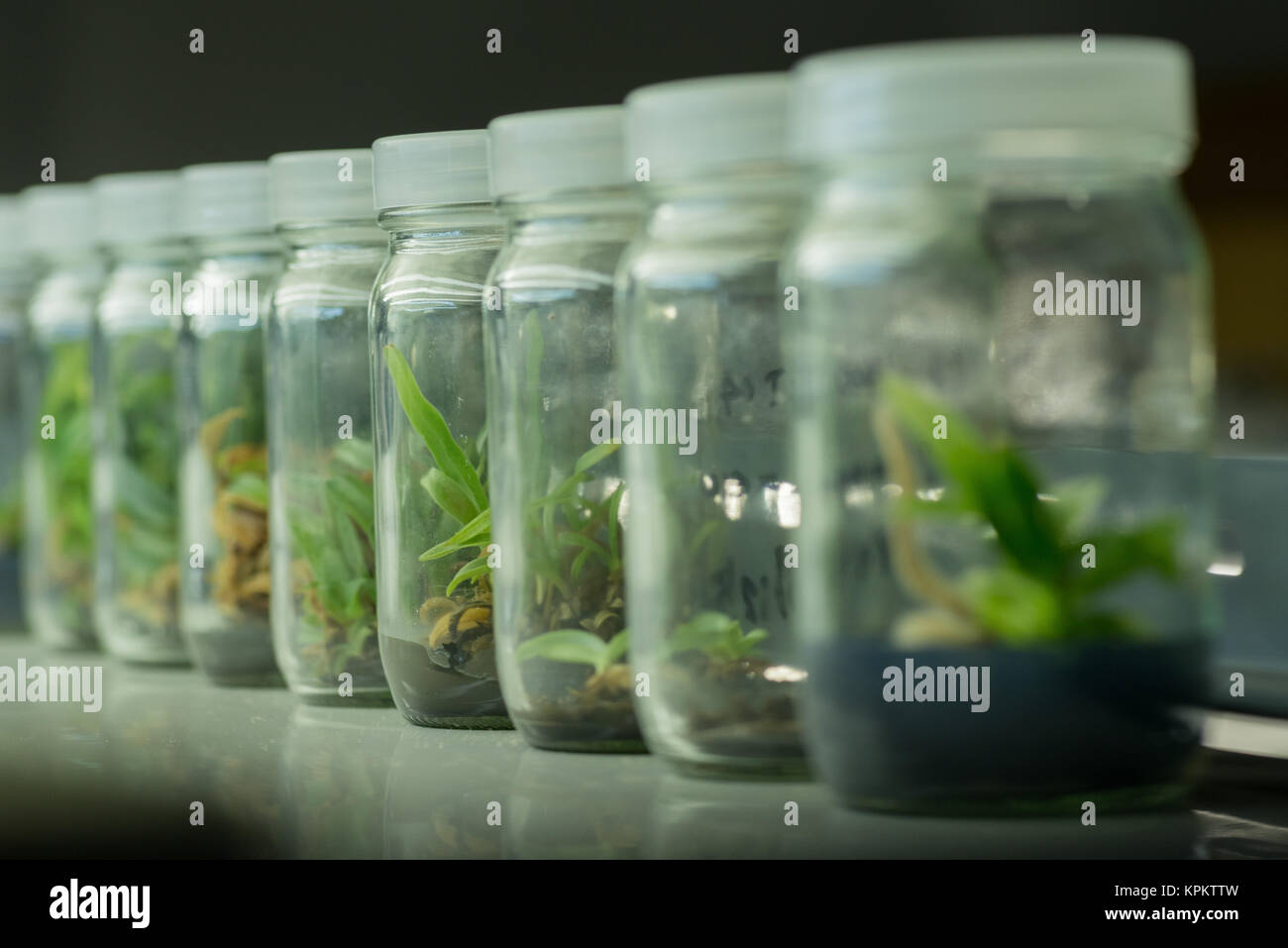 Plant tissue culture hires stock photography and images Alamy