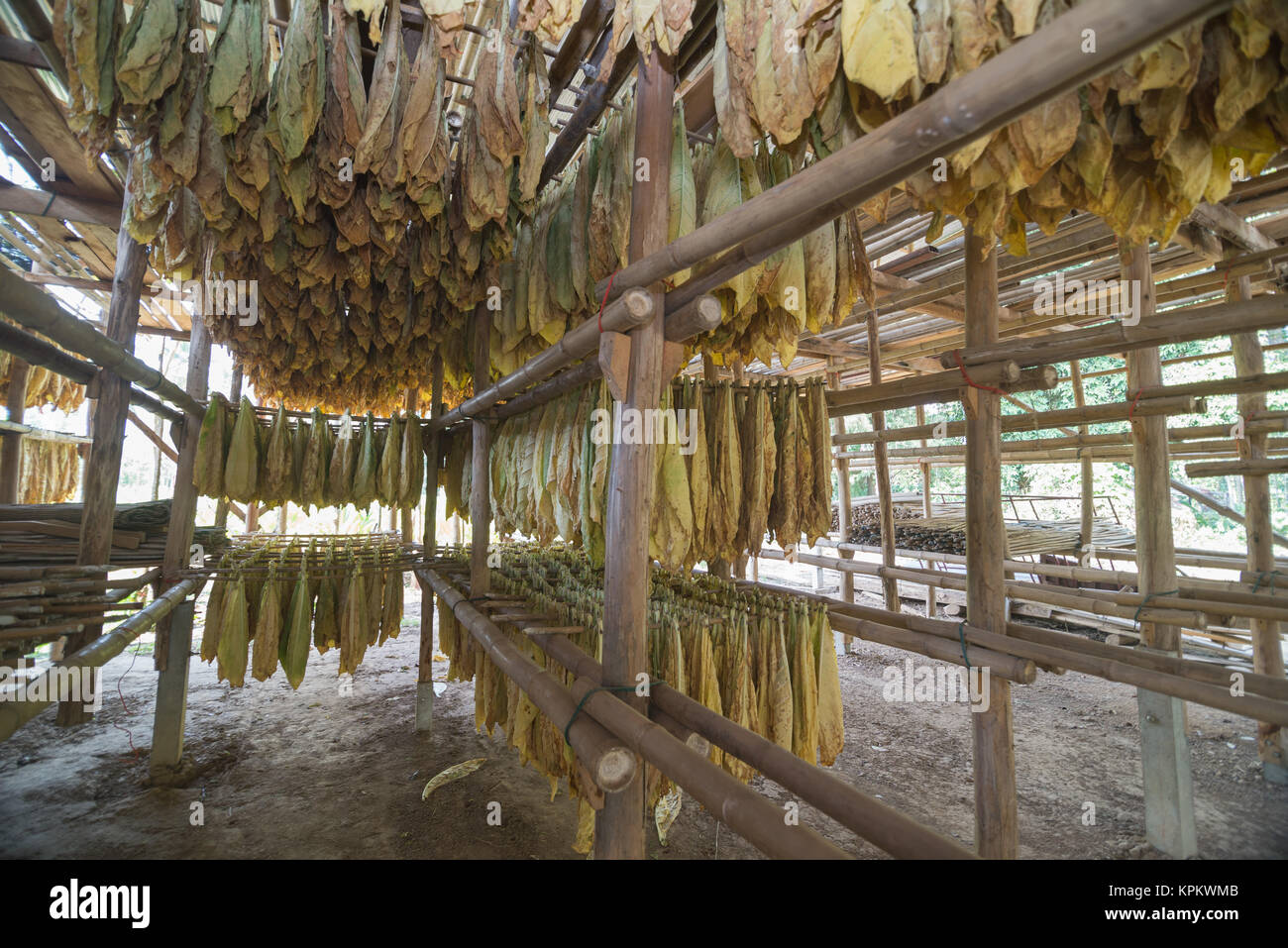 Tobacco curing barns Stock Photo Alamy