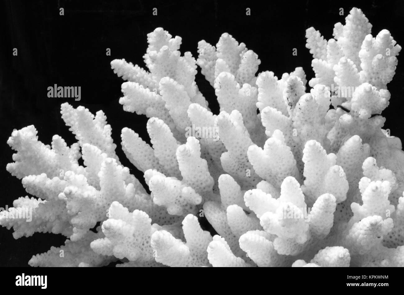 white coral isolated on black background Stock Photo