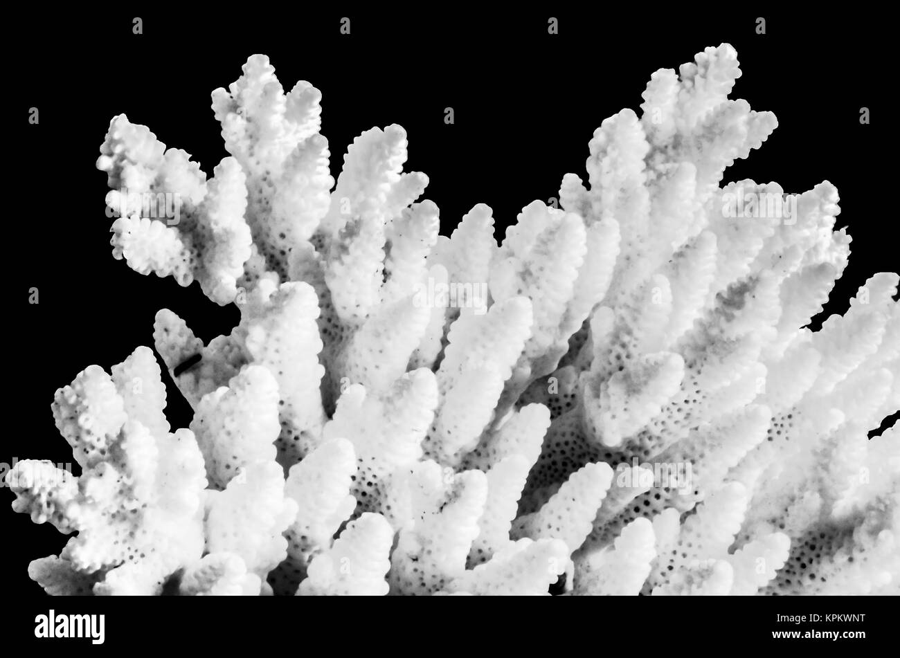 white coral isolated on black background Stock Photo