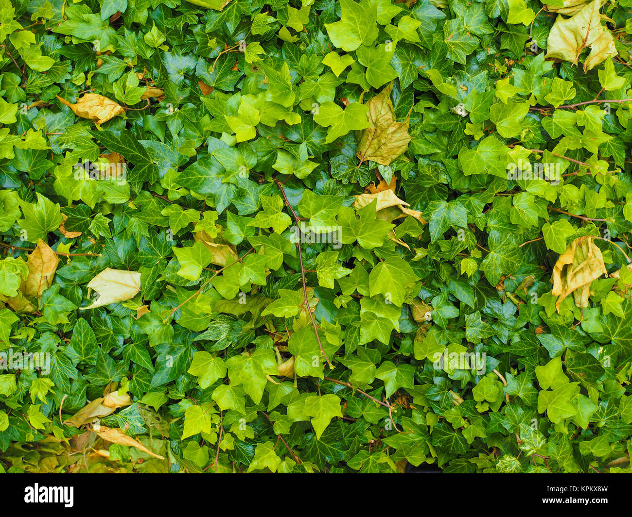 Green ivy background Stock Photo - Alamy
