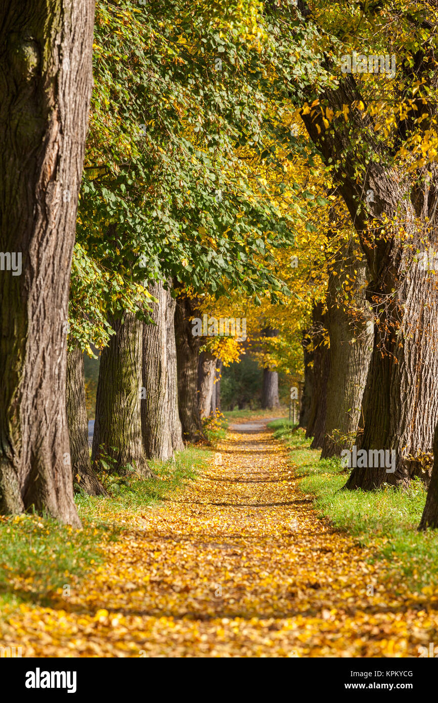 old trees alley in the autumn Stock Photo - Alamy