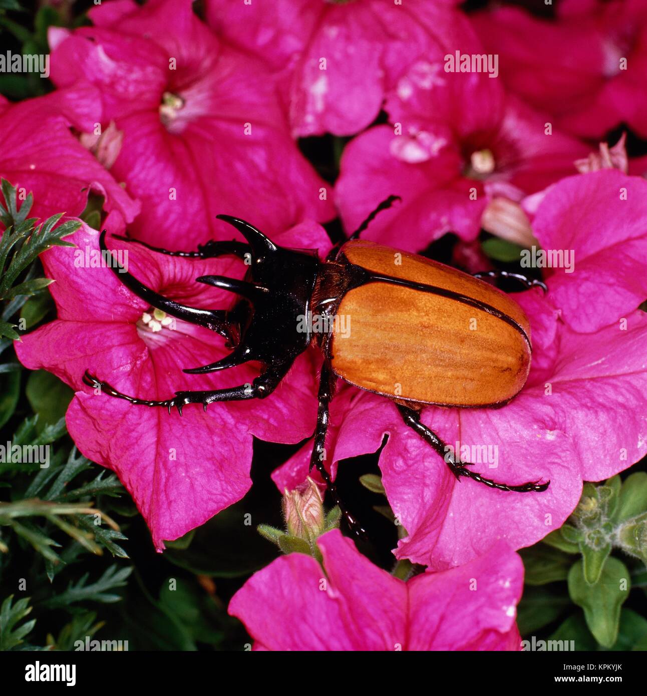 Tropischer Nashornkäfer auf rosa Blüte Stock Photo