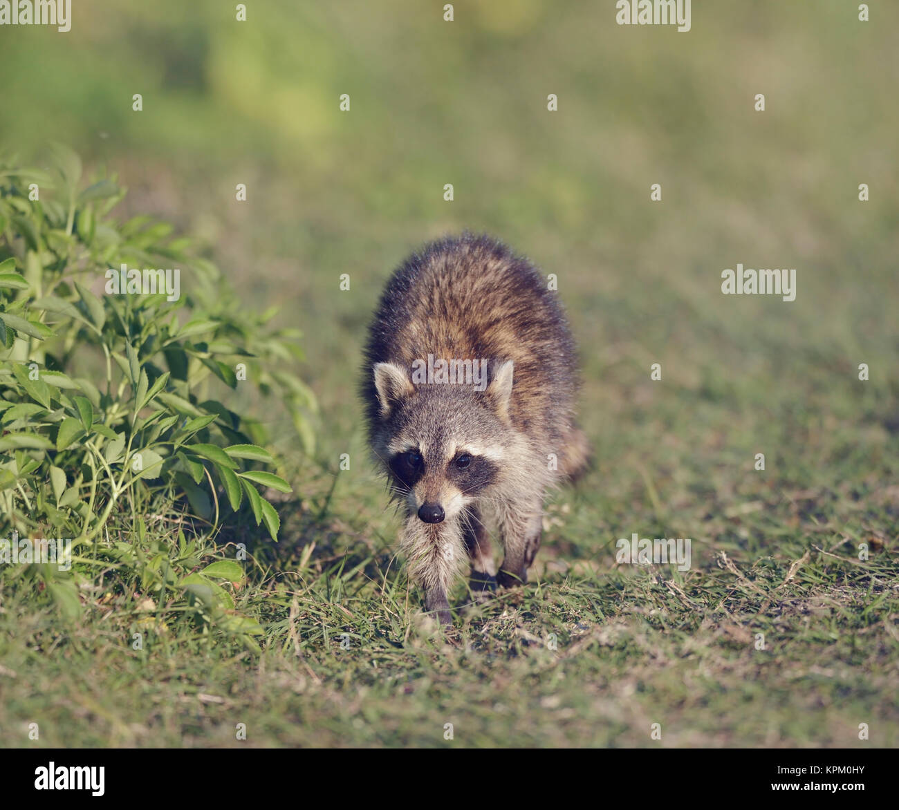 Young Raccoon Walking Stock Photo - Alamy