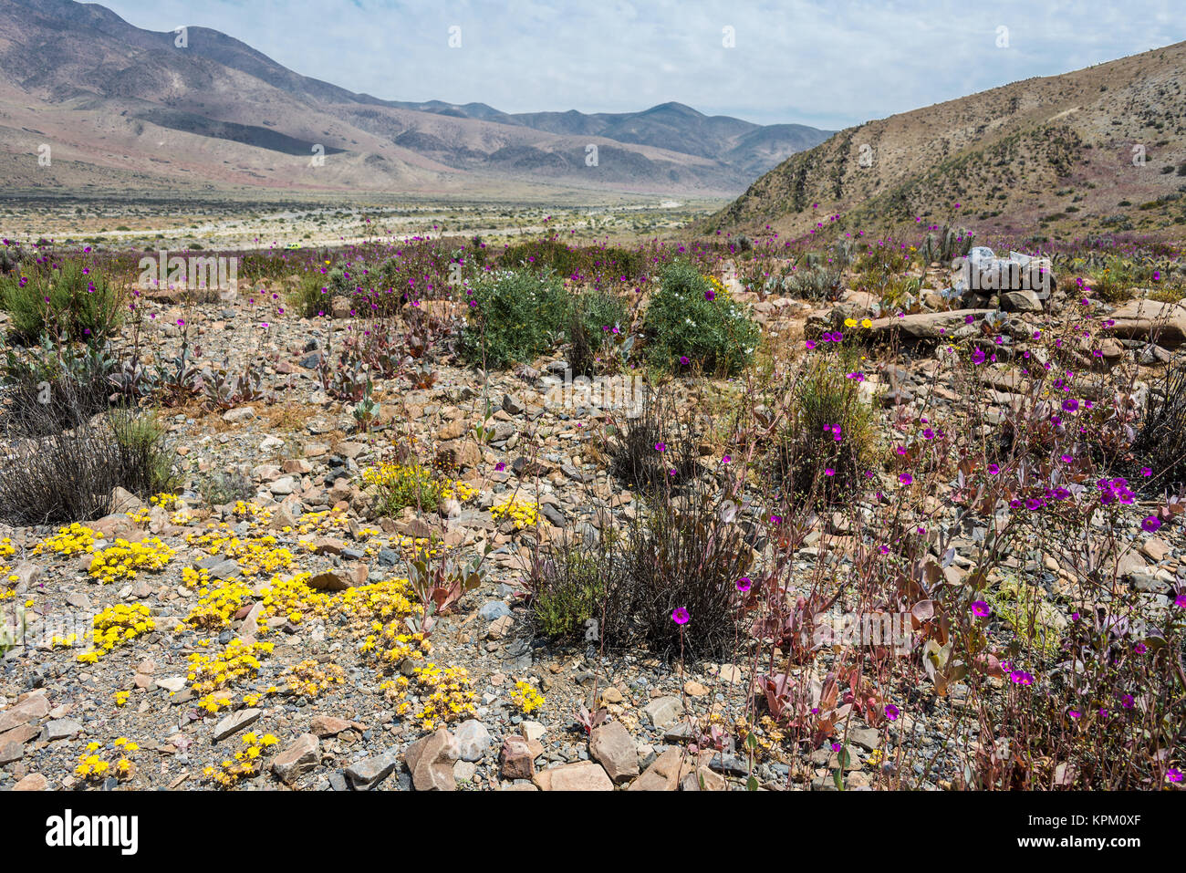Flowering desert in the Chilean Atacama Desert Stock Photo