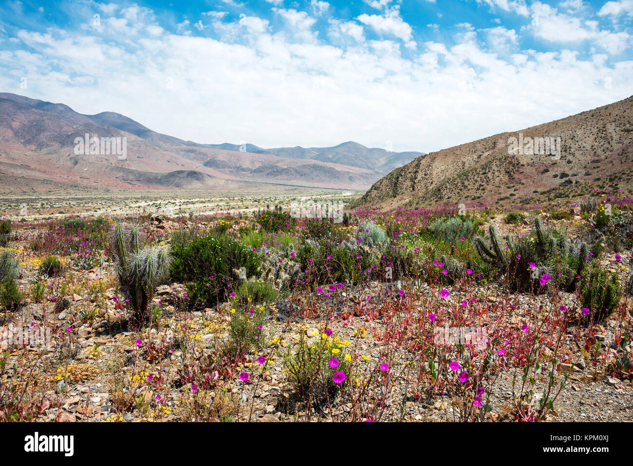 Flowering desert (Spanish Stock Photo