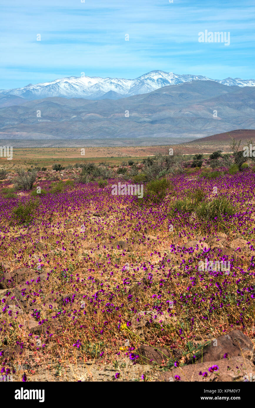 Flowering desert  (Spanish Stock Photo