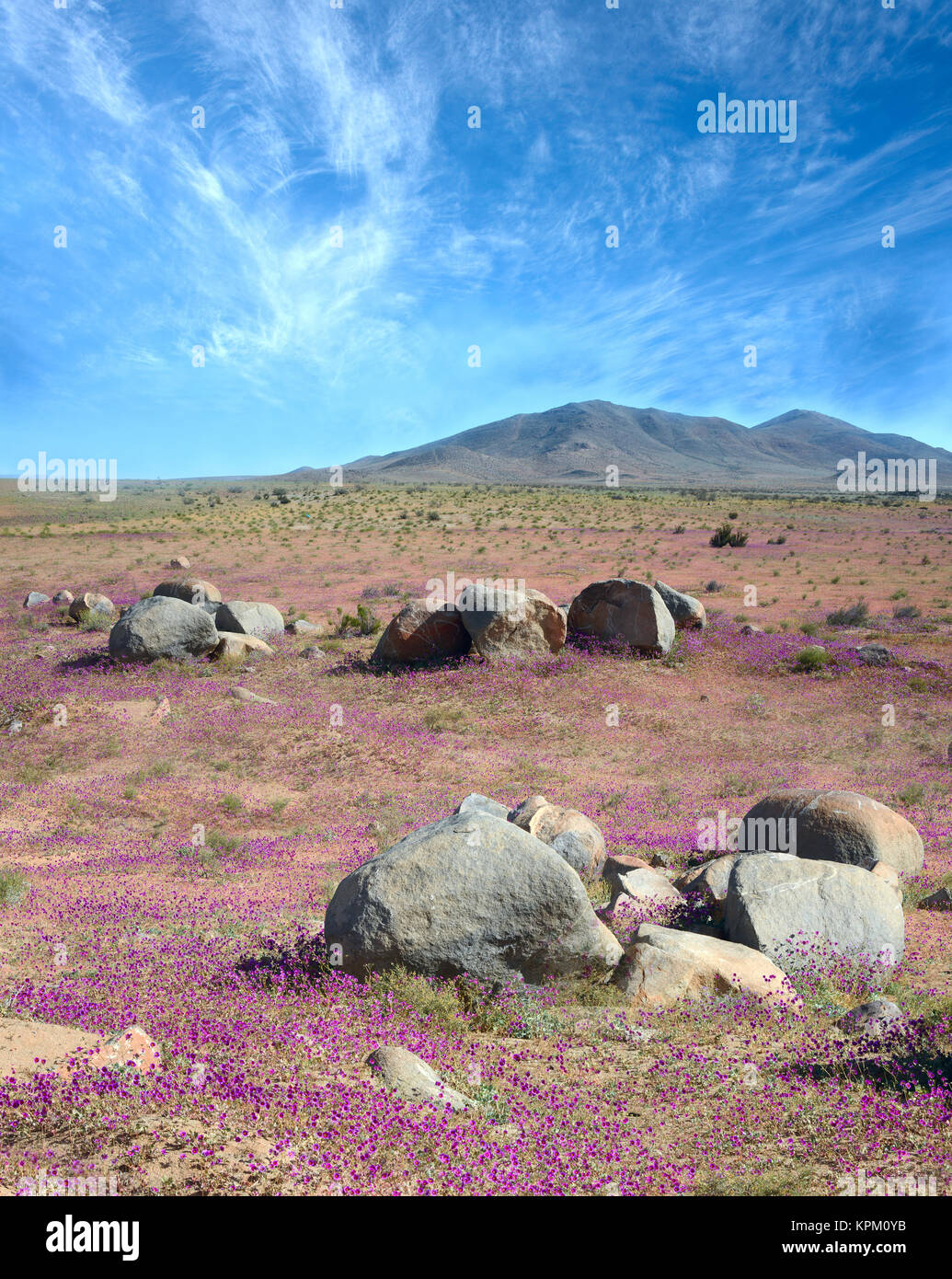 Flowering desert in the Chilean Atacama Stock Photo