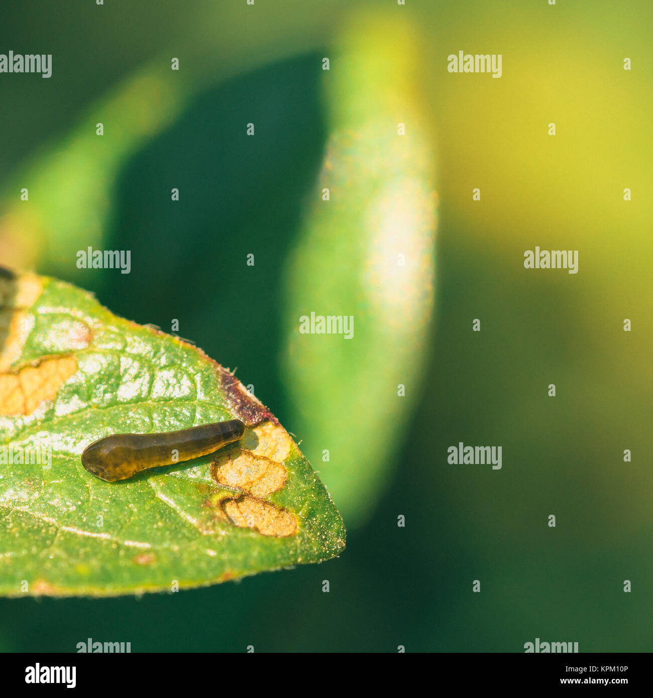 Pear Slug Stock Photo
