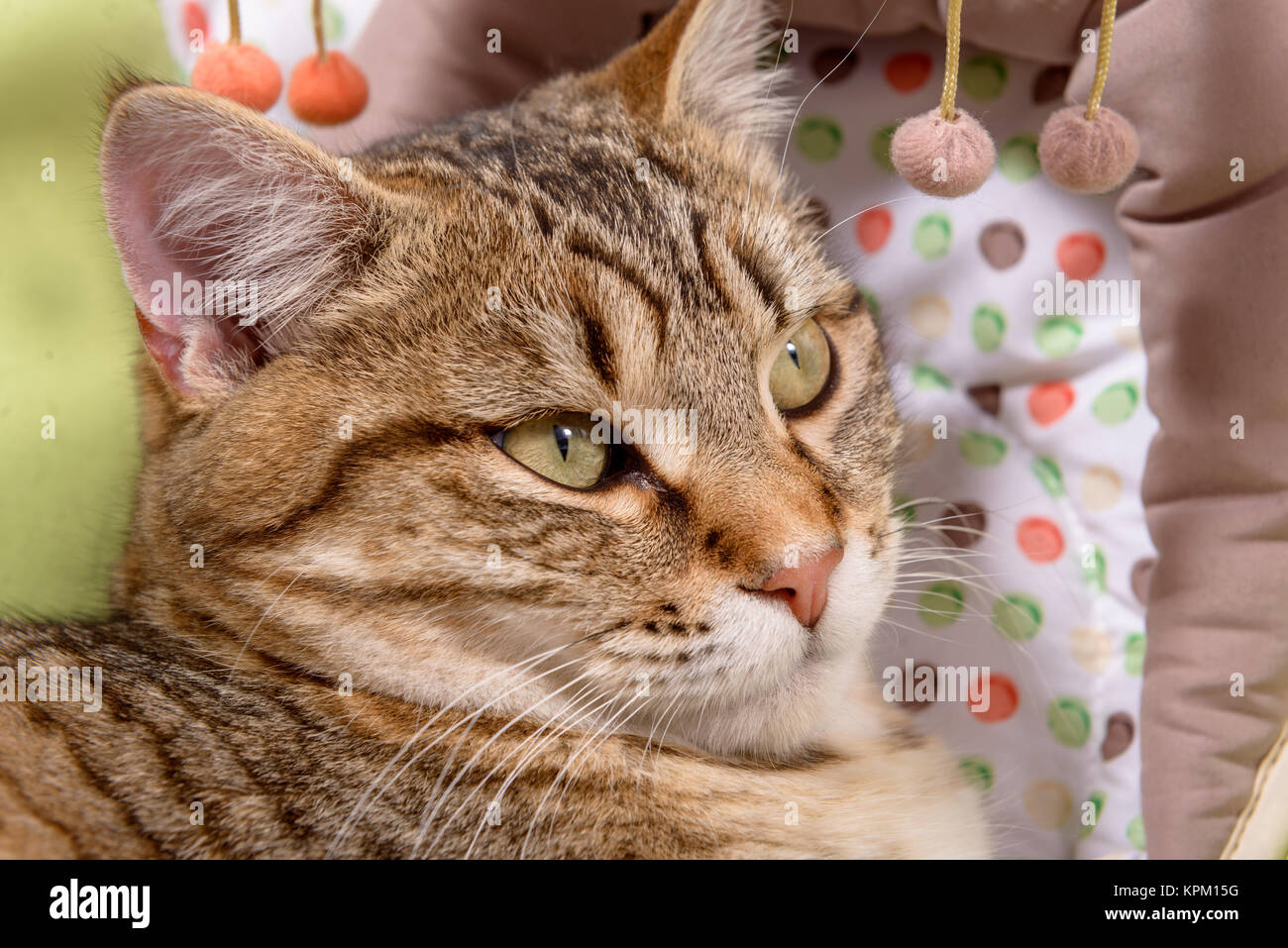 close up on the head of a cat Stock Photo