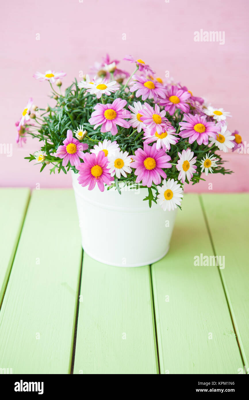 colorful daisies in pot Stock Photo