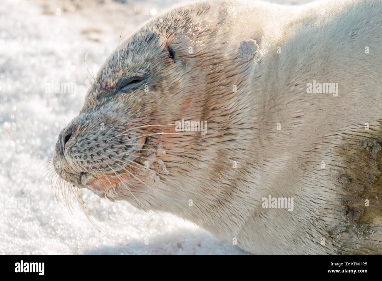 Seal Baby #1-5 Stock Photo
