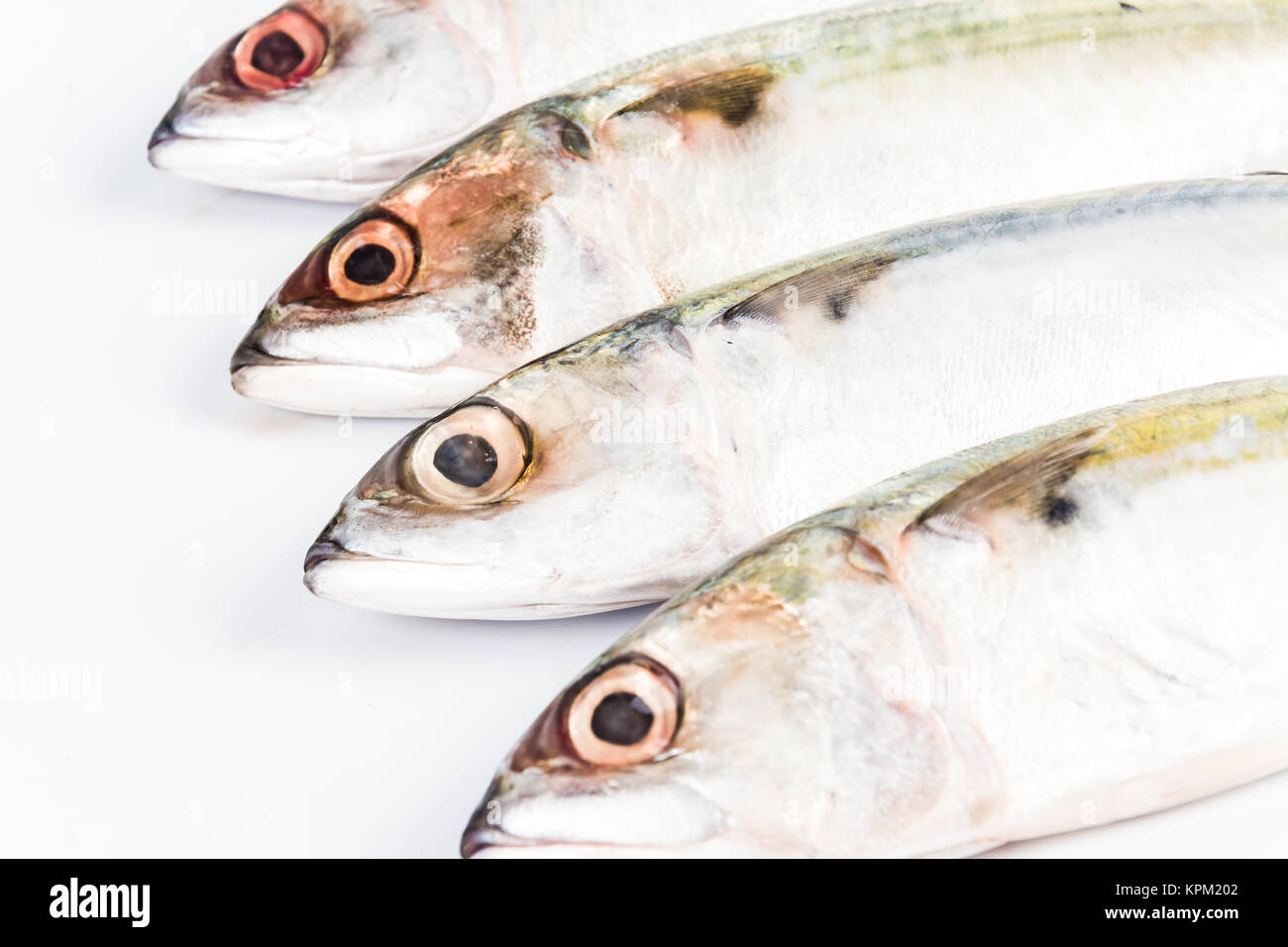 short mackerel on white background Stock Photo Alamy