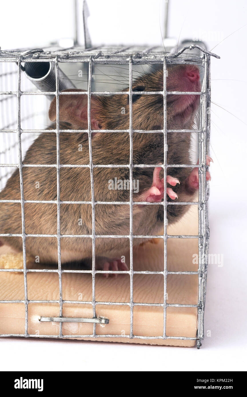 Mouse trap cage hi-res stock photography and images - Alamy