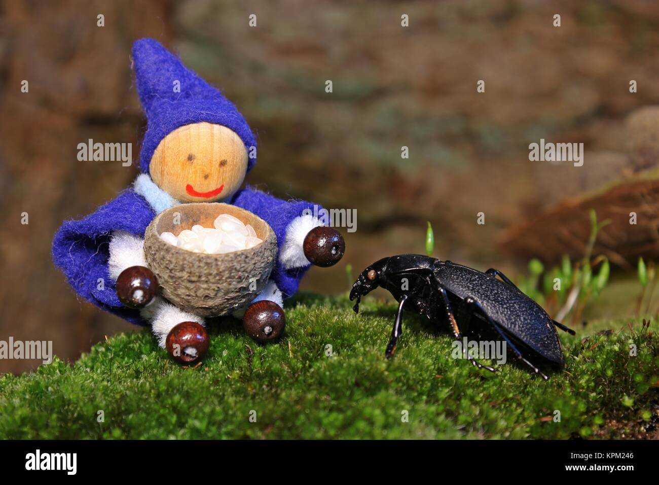 leather beetle (carabus coriaceus) is begging for rice eating gnome Stock Photo