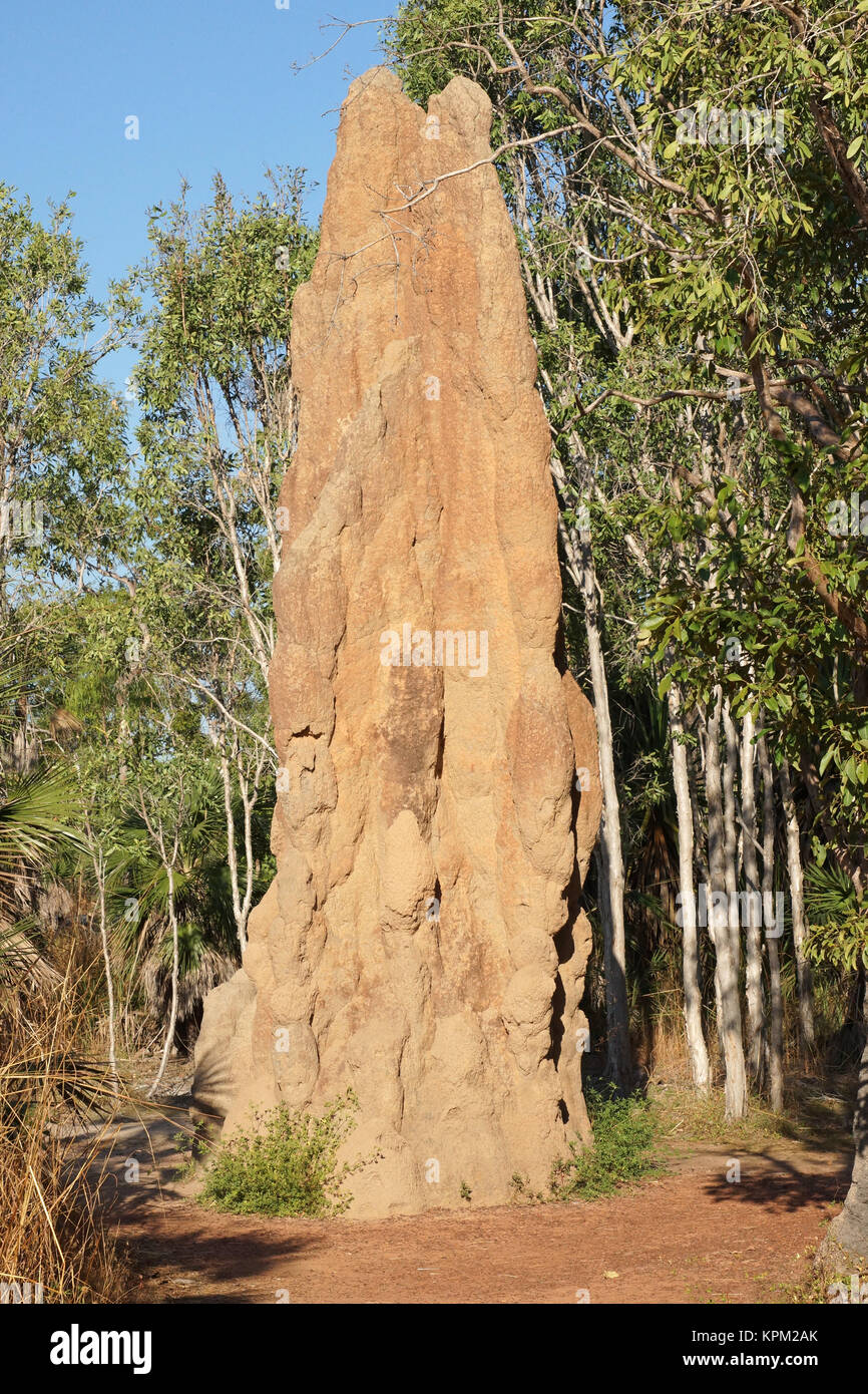Termitenbauten, Litchfield National Park, Australien Stock Photo