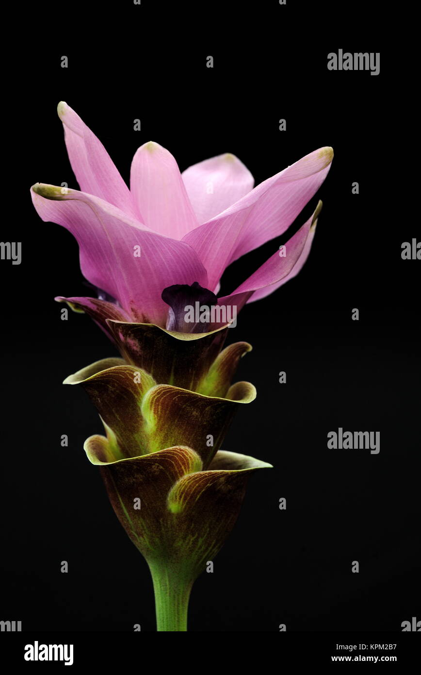 turmeric Stock Photo Alamy