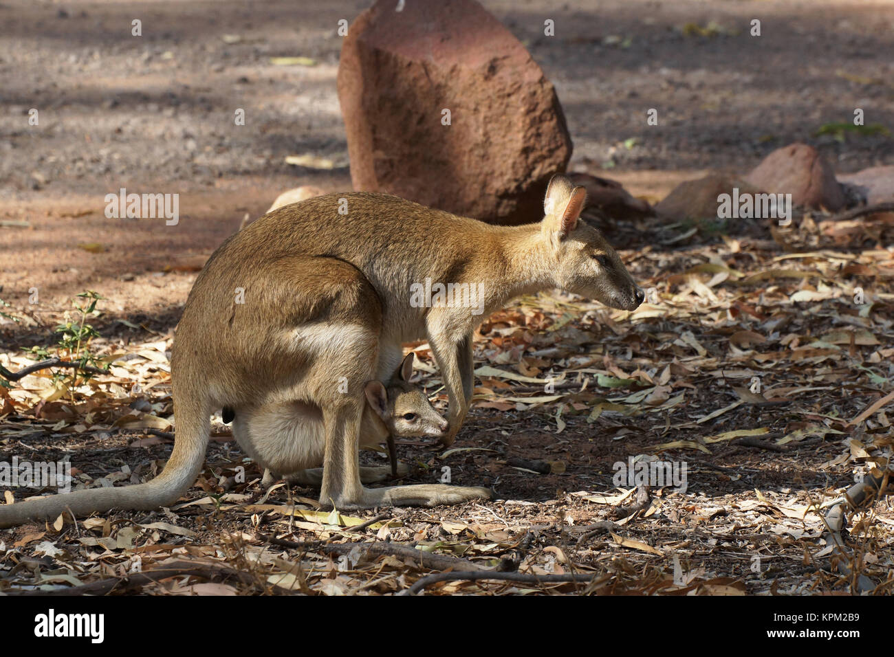Wallaby, Australien Stock Photo