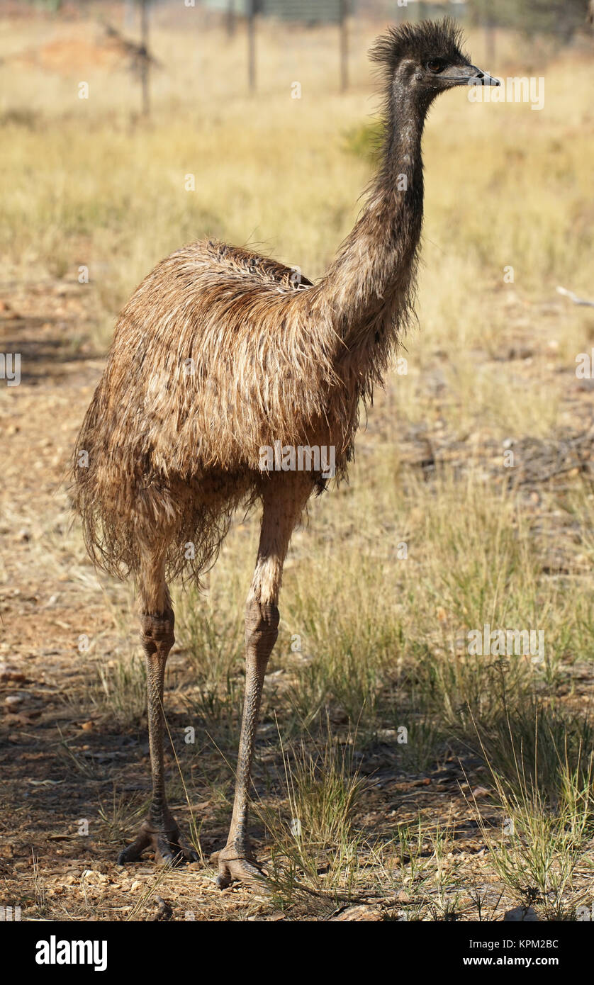 Emu, Australien Stock Photo