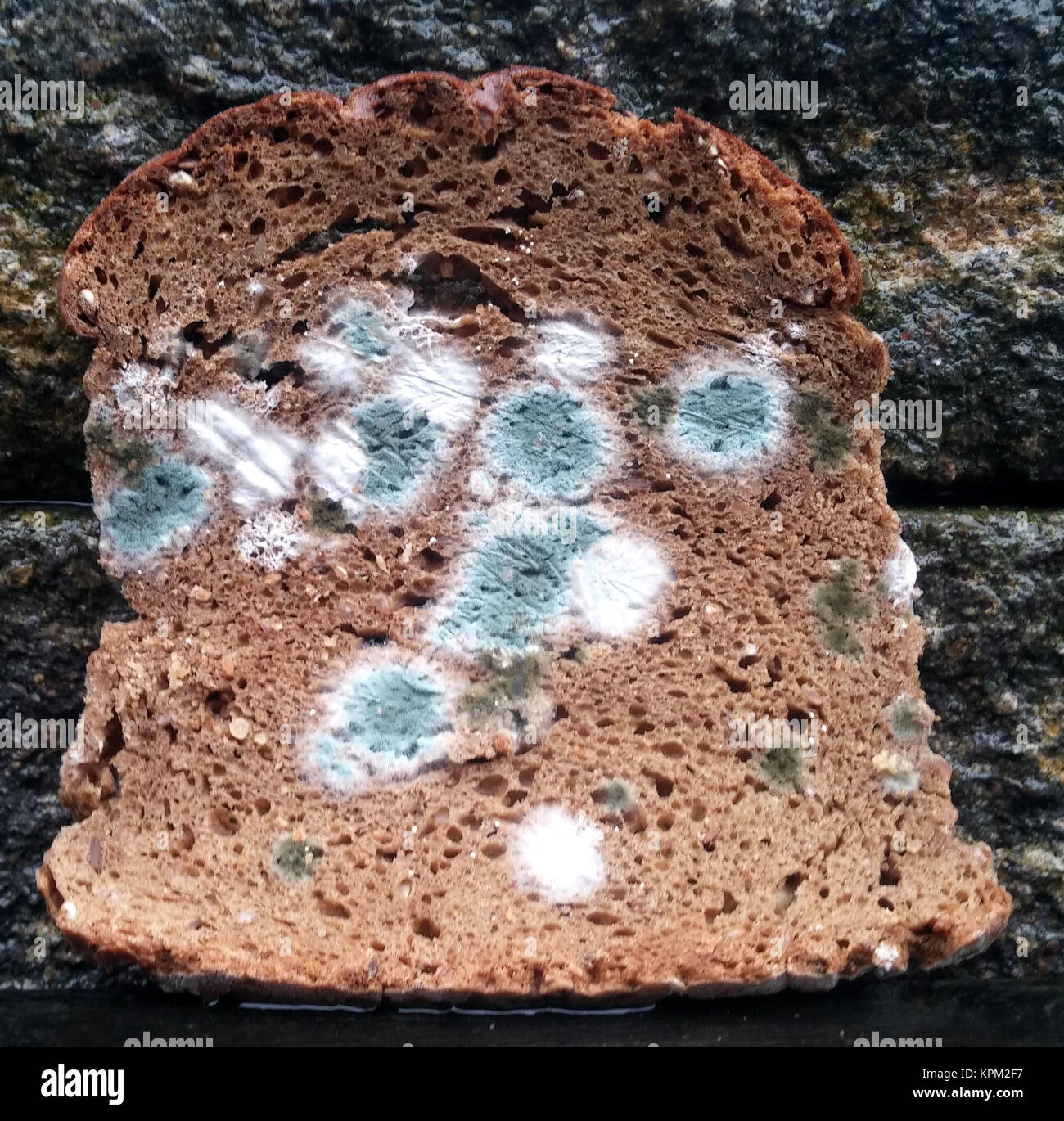 moldy bread slice Stock Photo