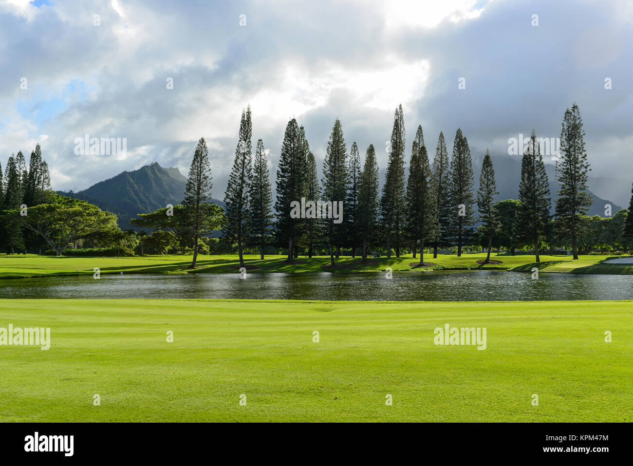 Tropical Island - Tall norfolk pine grove, surrounded by a small pond and green meadows, against the misty mountains and cloudy sky in the background. Stock Photo