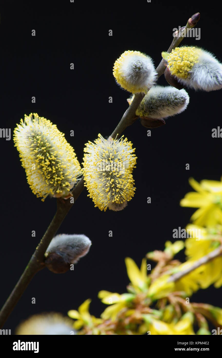 Ein aufgeblühtes Weidenkätzchen einer Salicaceae mit gelben Samen. Stock Photo