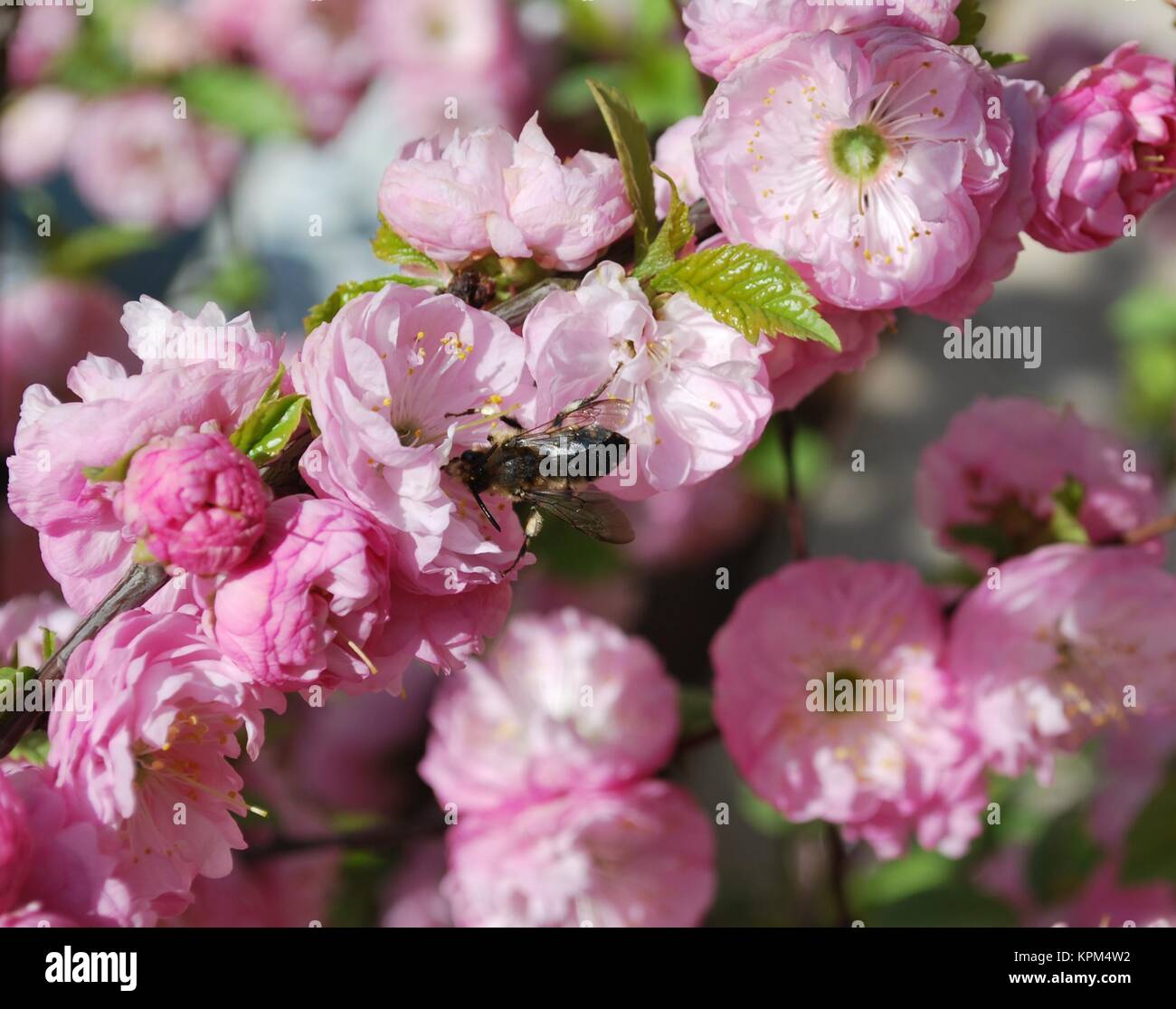 japanese ornamental cherry (prunus serrulata Stock Photo Alamy