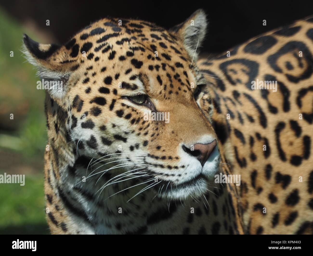 jaguar Stock Photo