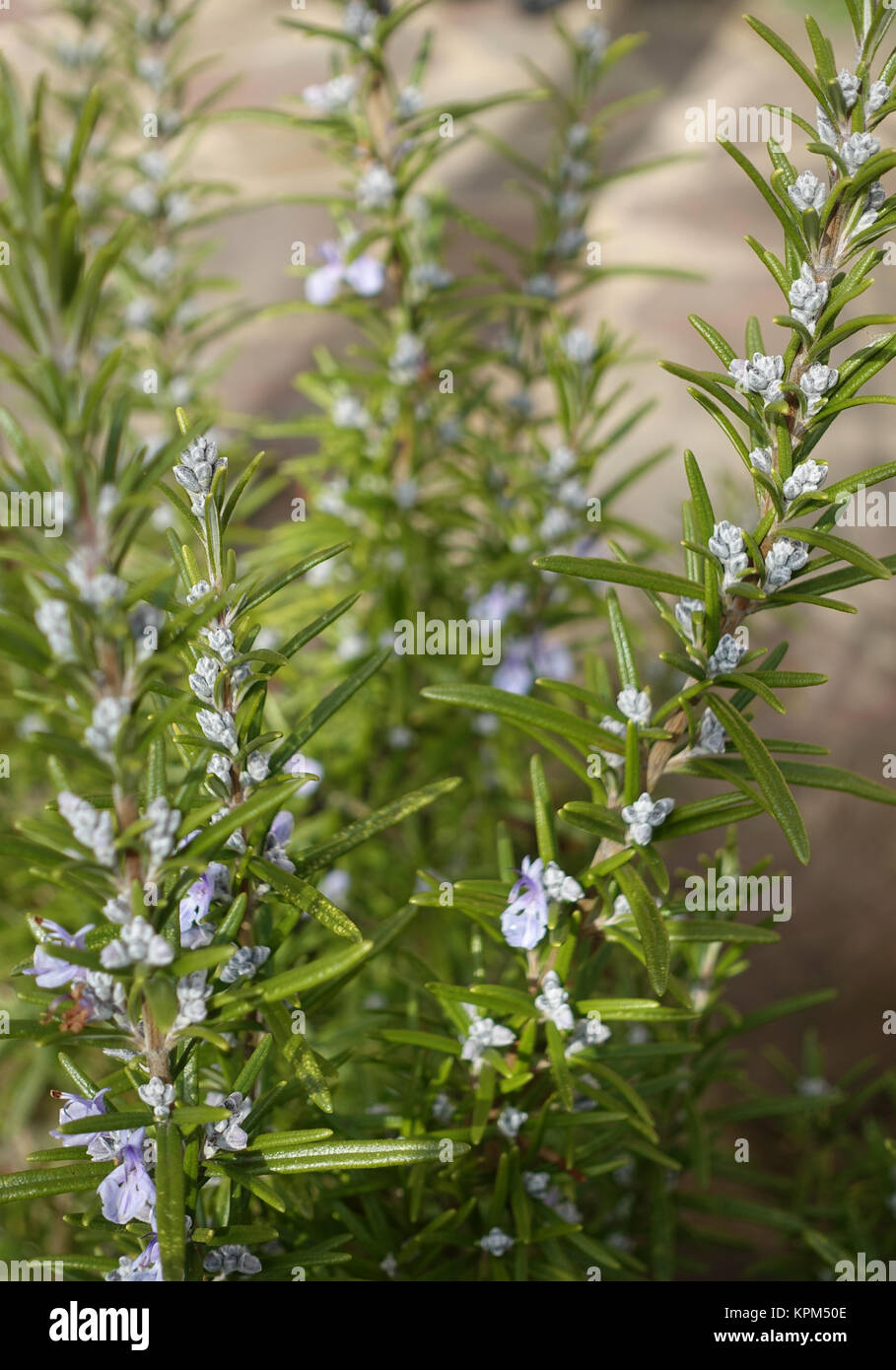 Rosemary with flowers Stock Photo Alamy