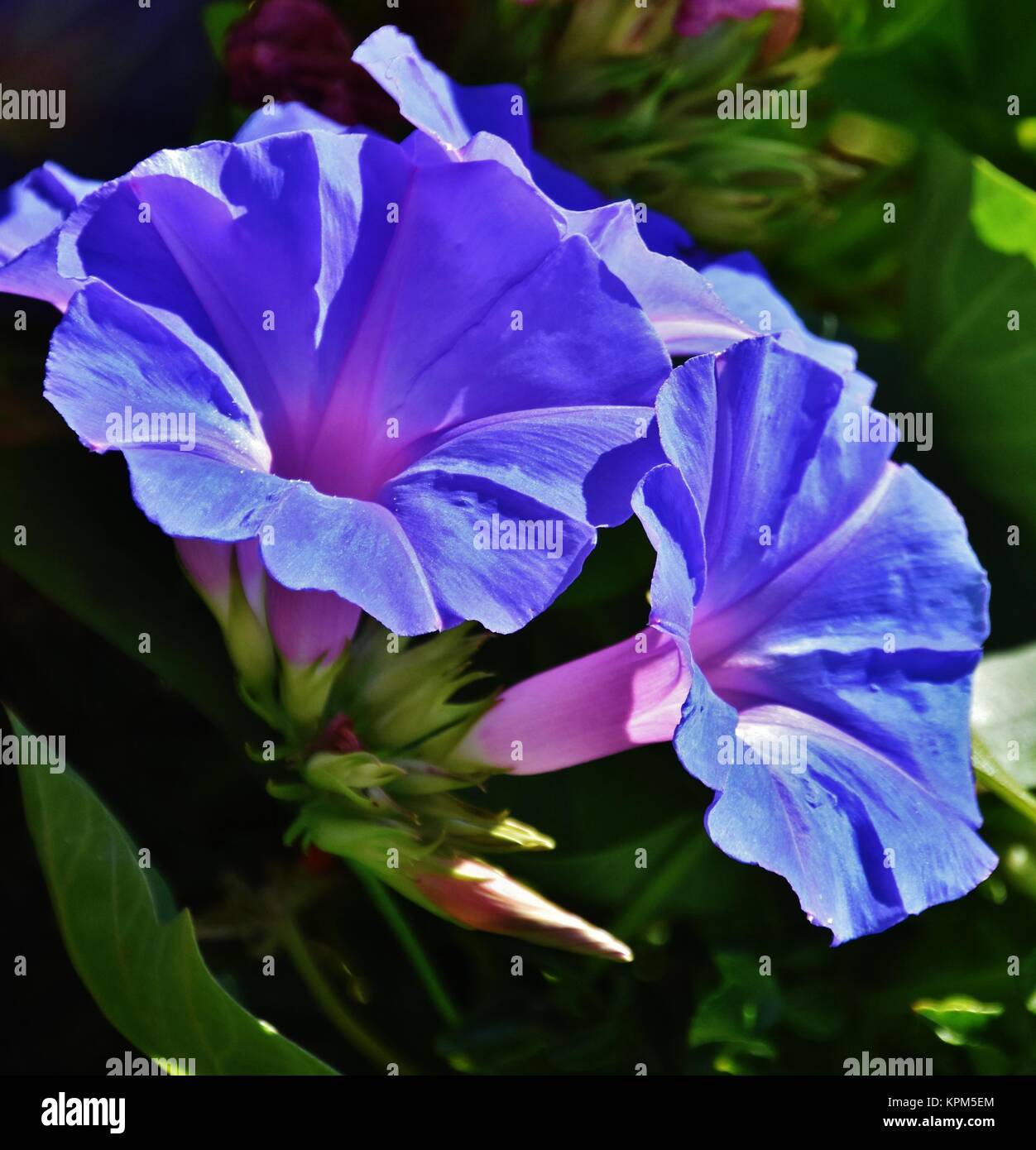 Morning glory flower Stock Photo