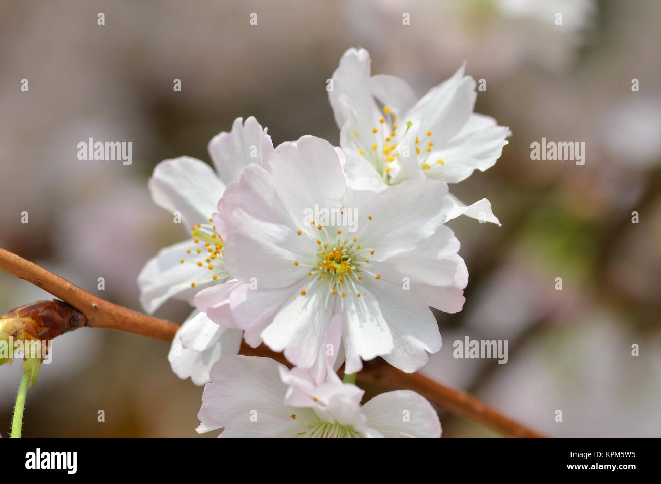 Beautiful Cherry blossom Stock Photo