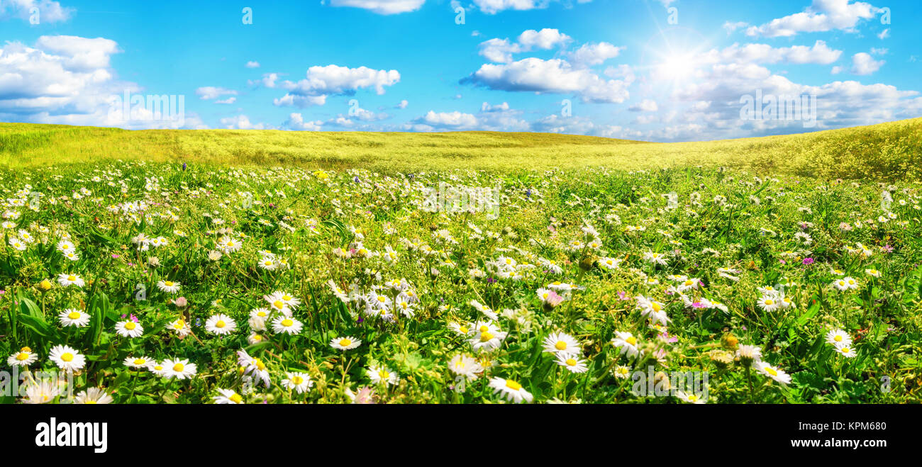sun warms wide meadow full of flowers Stock Photo
