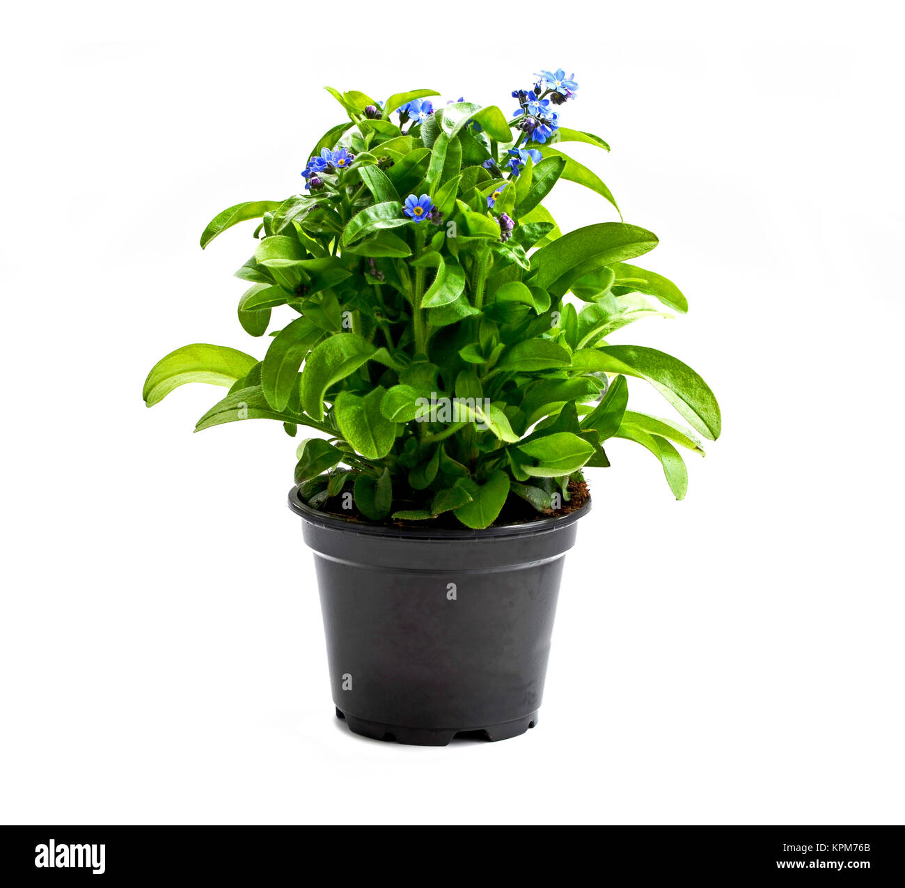 me not Stock Photo Alamy