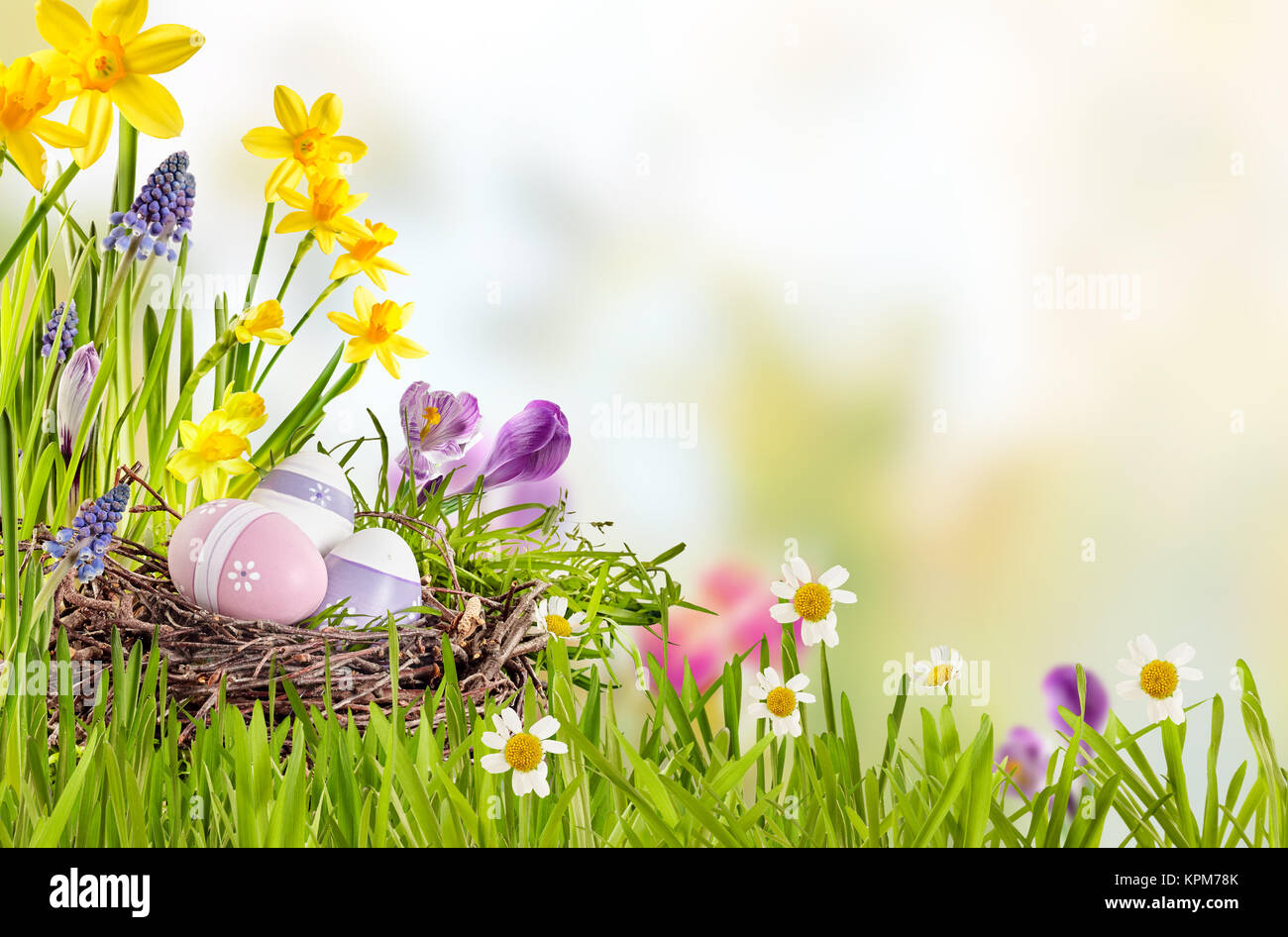 Fresh spring background with Easter Eggs nestling in a bird nest ...