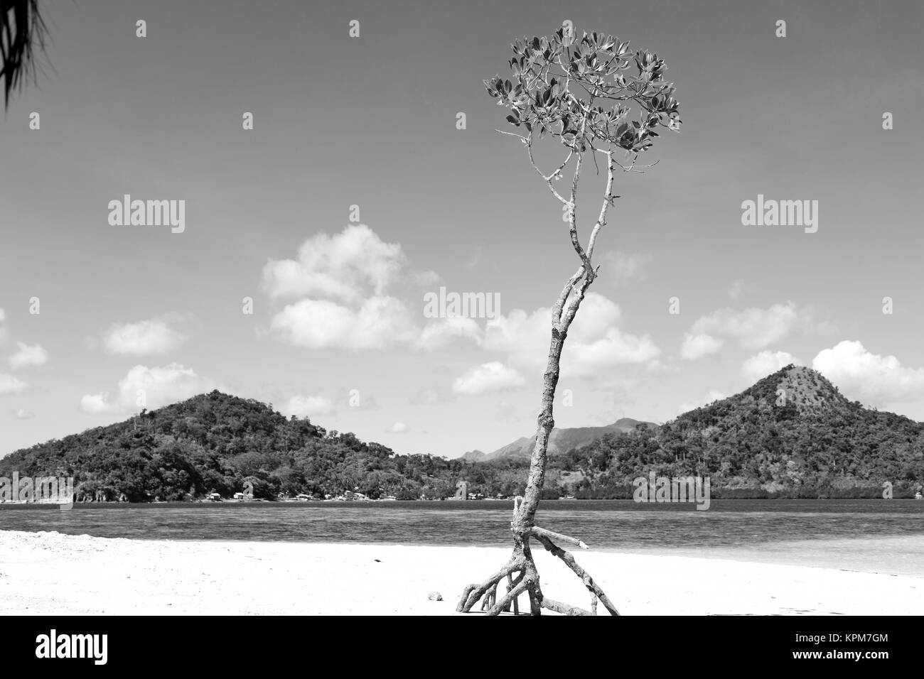 in the philippines island beautiful cosatline tree hill and boat for tourist Stock Photo