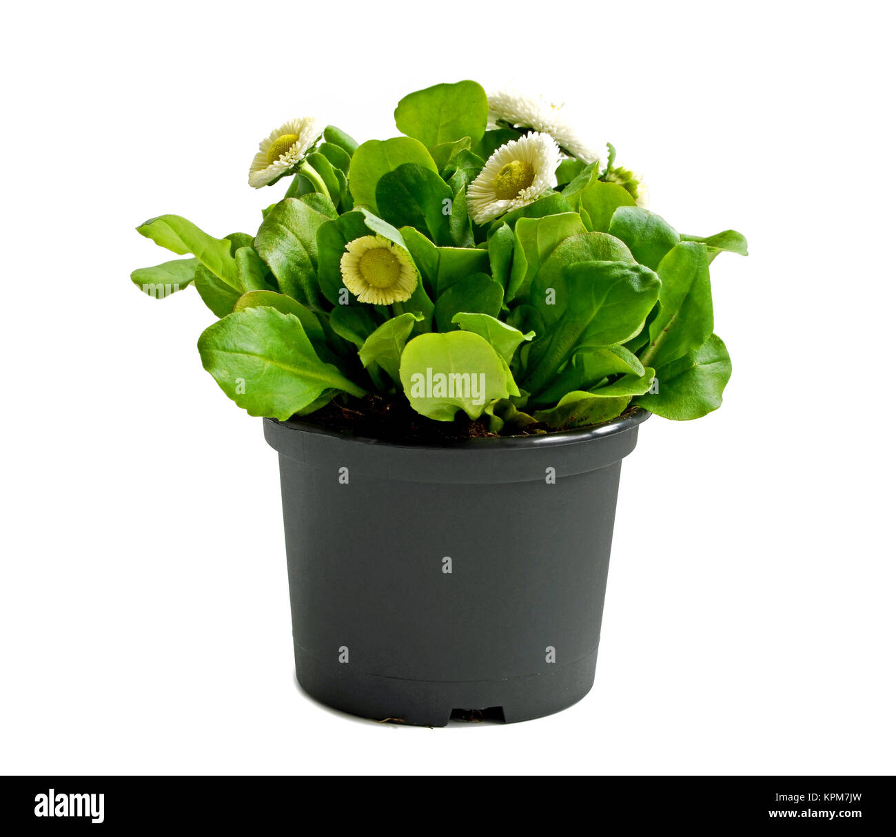 Rockery and gardener hires stock photography and images Alamy