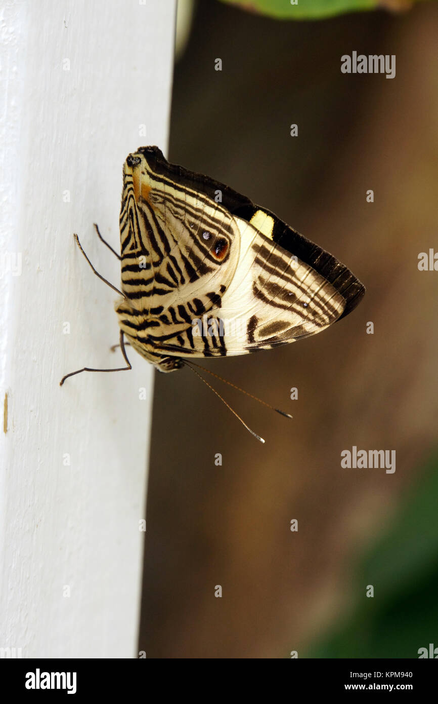 Colobura dirce oder Papilio dirce Stock Photo
