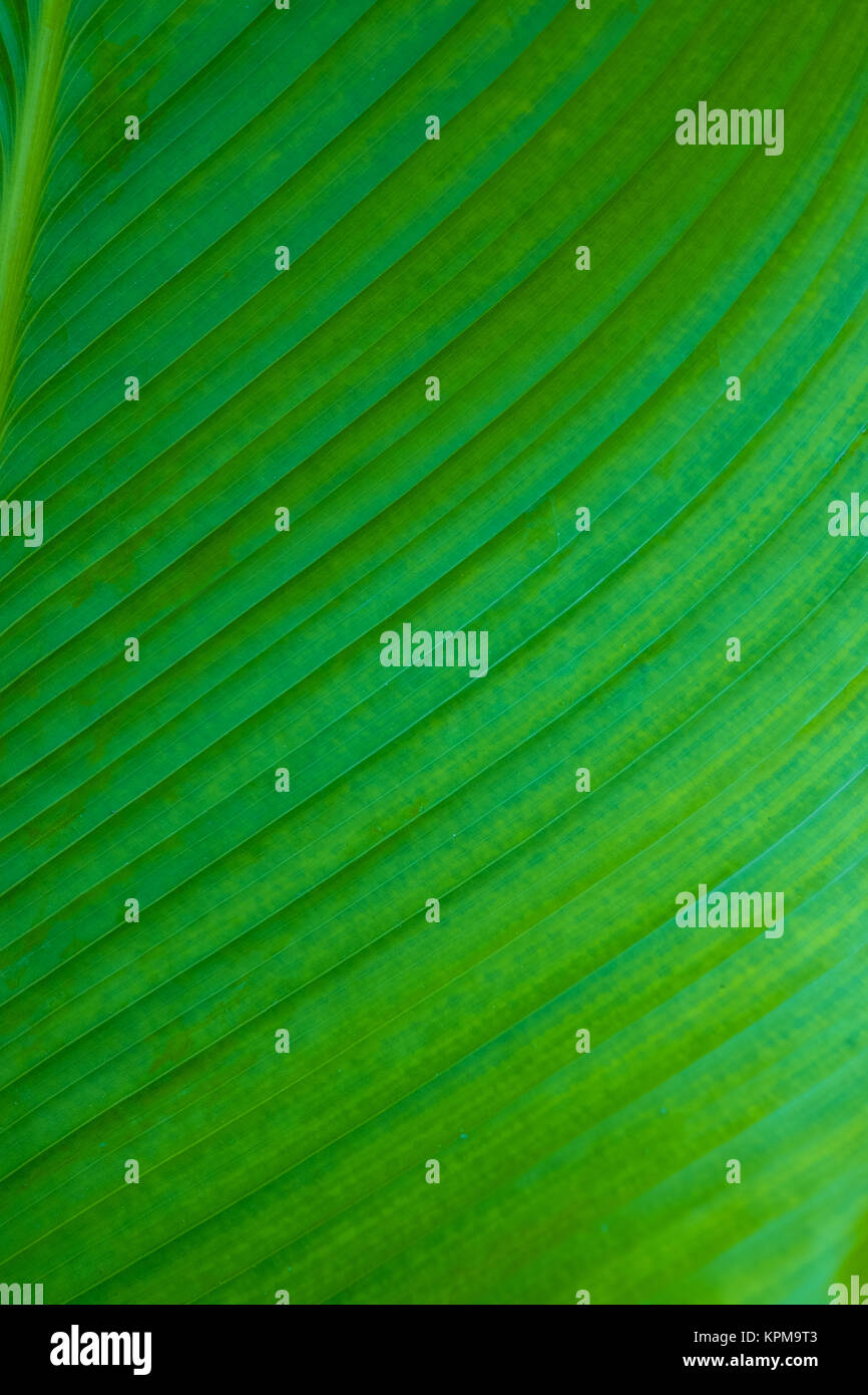 Closeup macro of green leaf texture background Stock Photo - Alamy