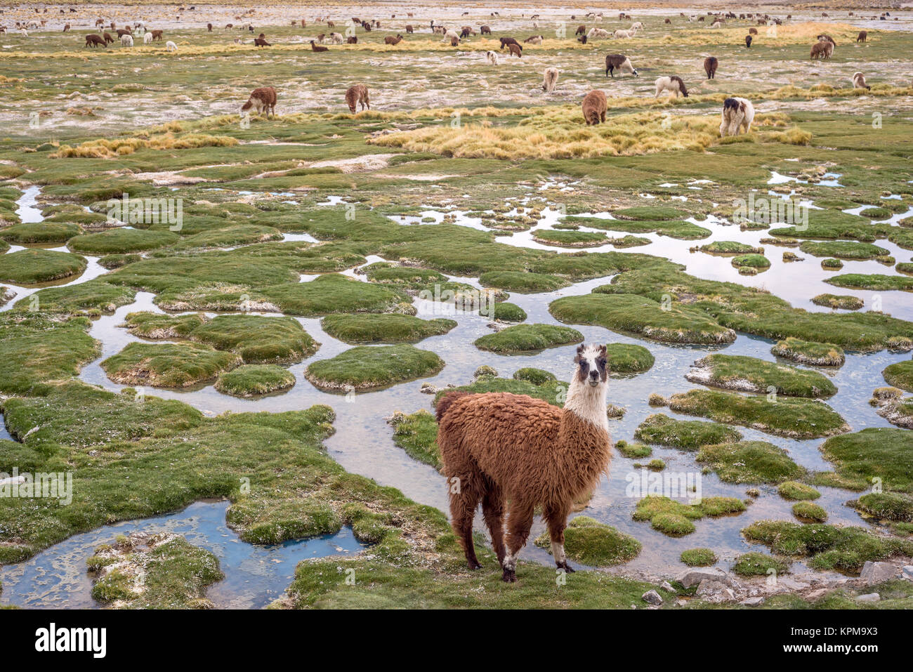 Llamas in the mountains near Paso de Jama, Argentina-Chile Stock Photo