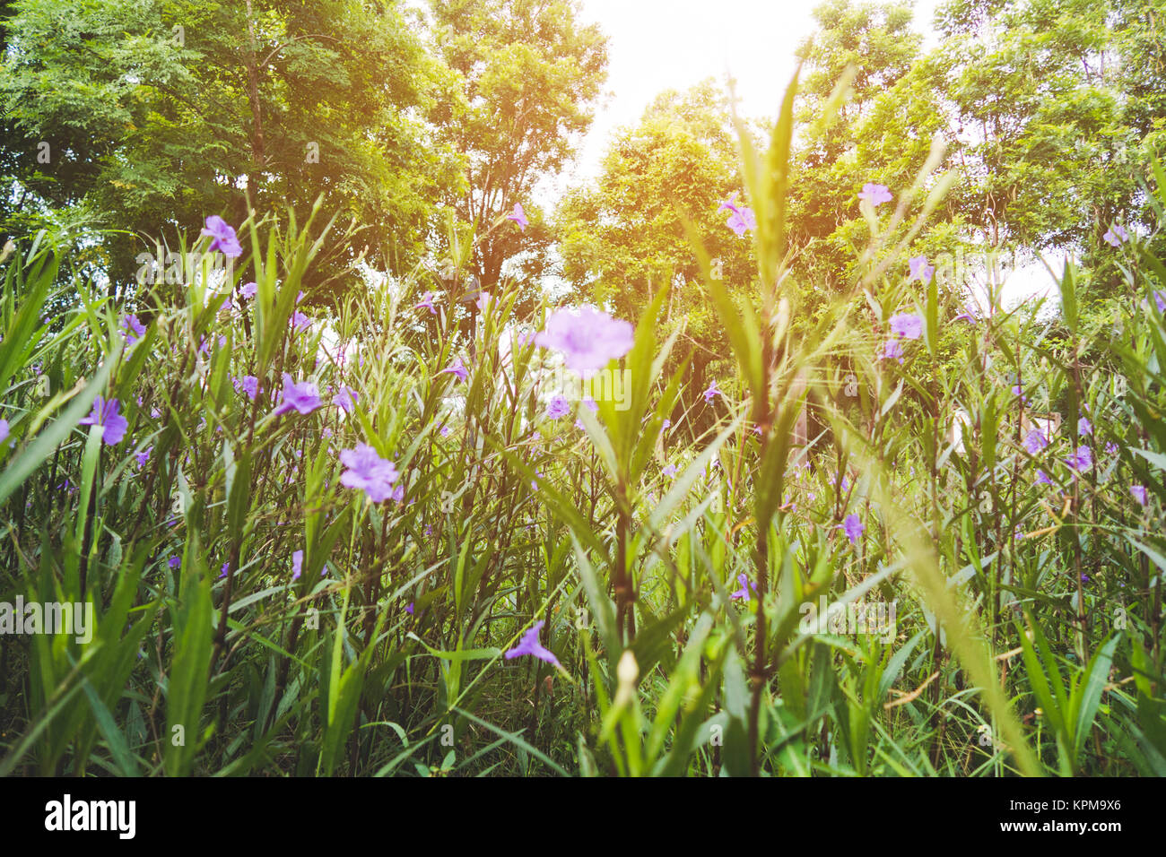 Close up Purple flowers on Green Grass Background Stock Photo - Alamy