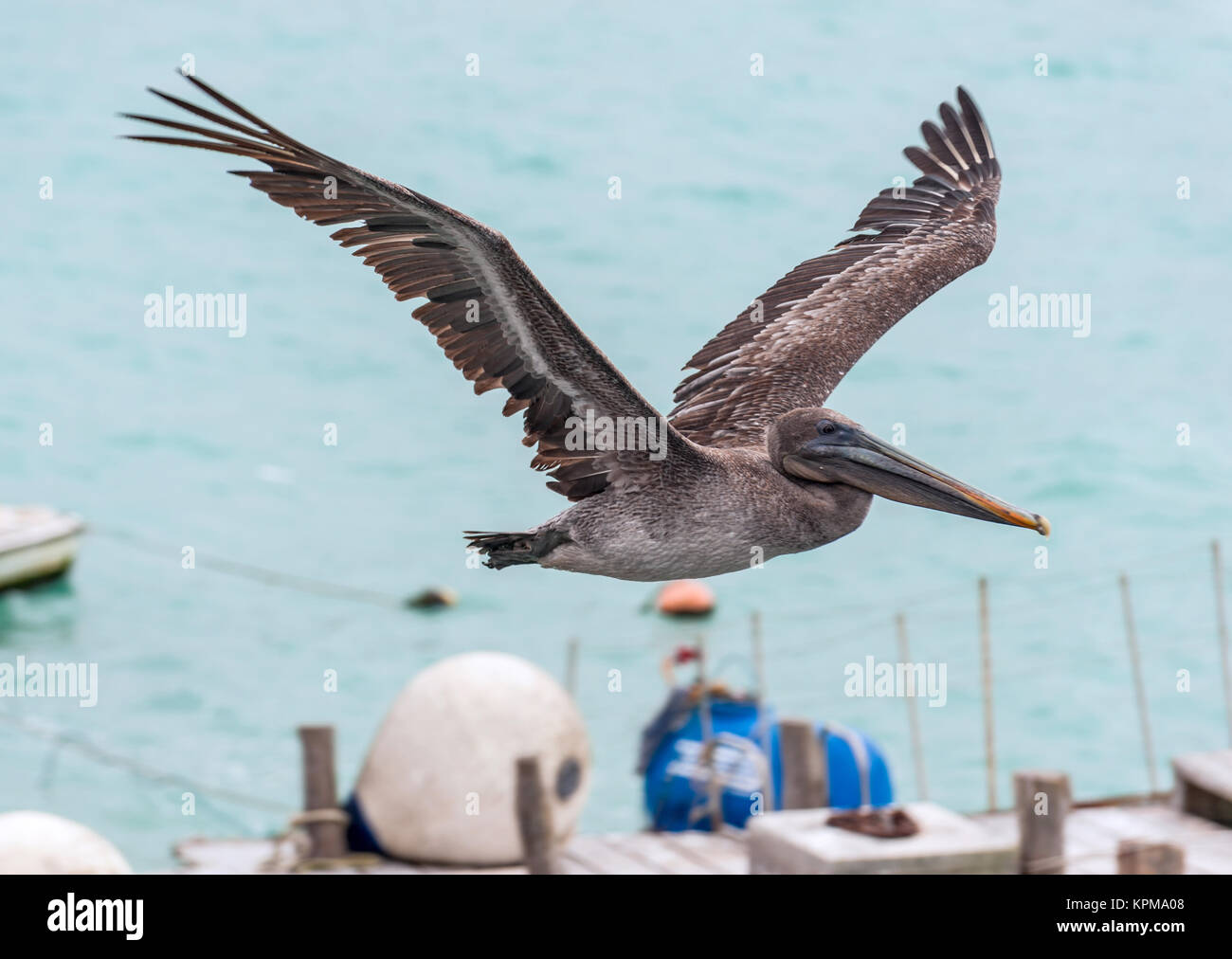 Pelican in flight Stock Photo