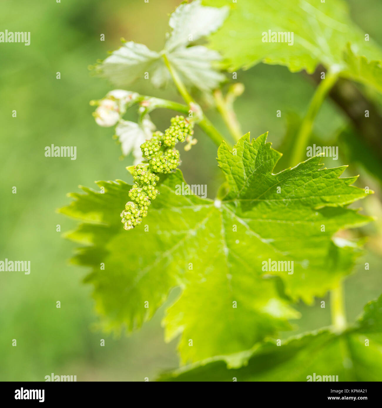 Grapevine flower transformation into a grape berry Stock Photo - Alamy