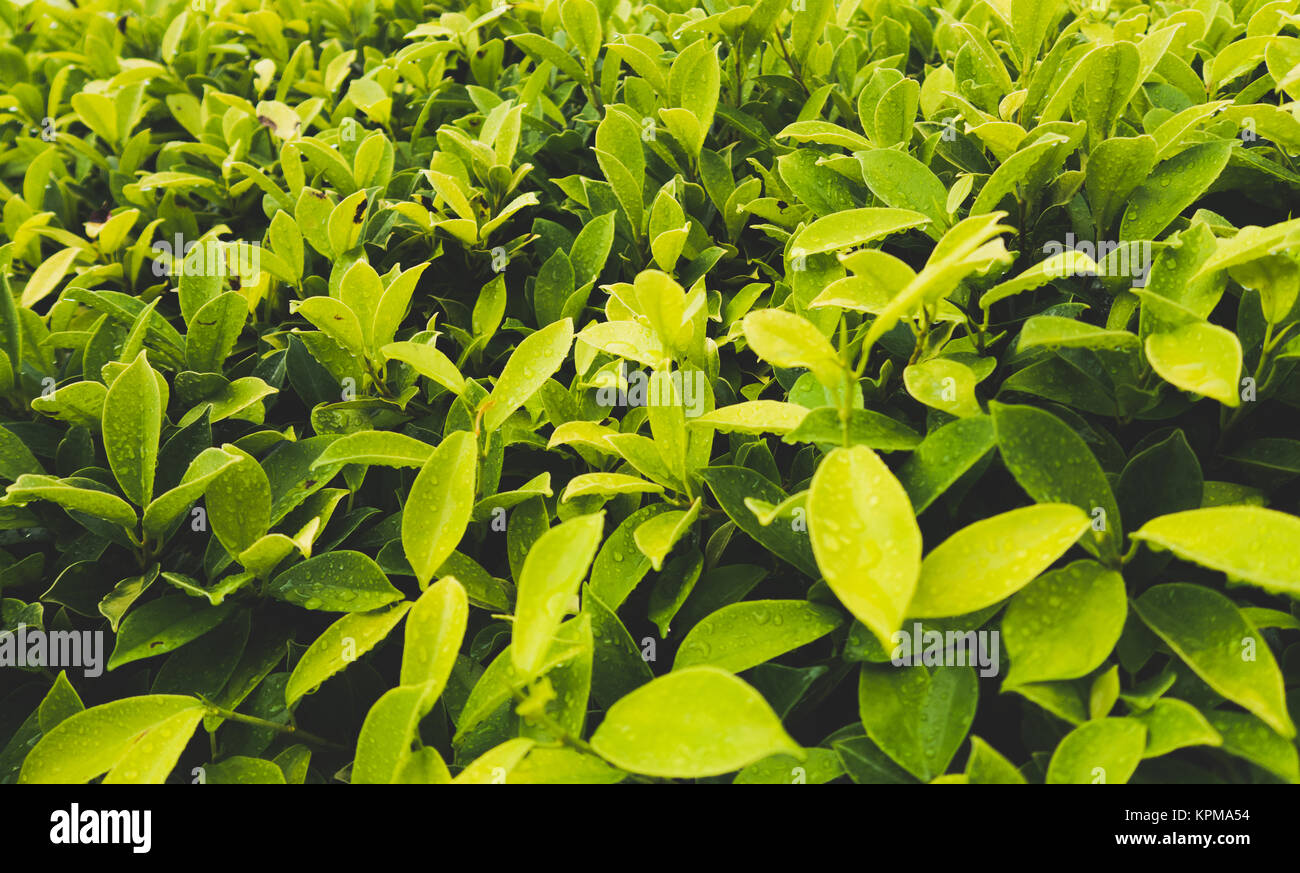 Close up Green Leaf Background Stock Photo - Alamy